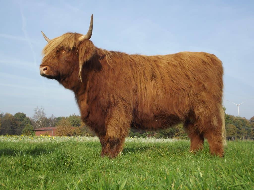 Amelia Fox Of Blocken – Highland Cattle Of Castle