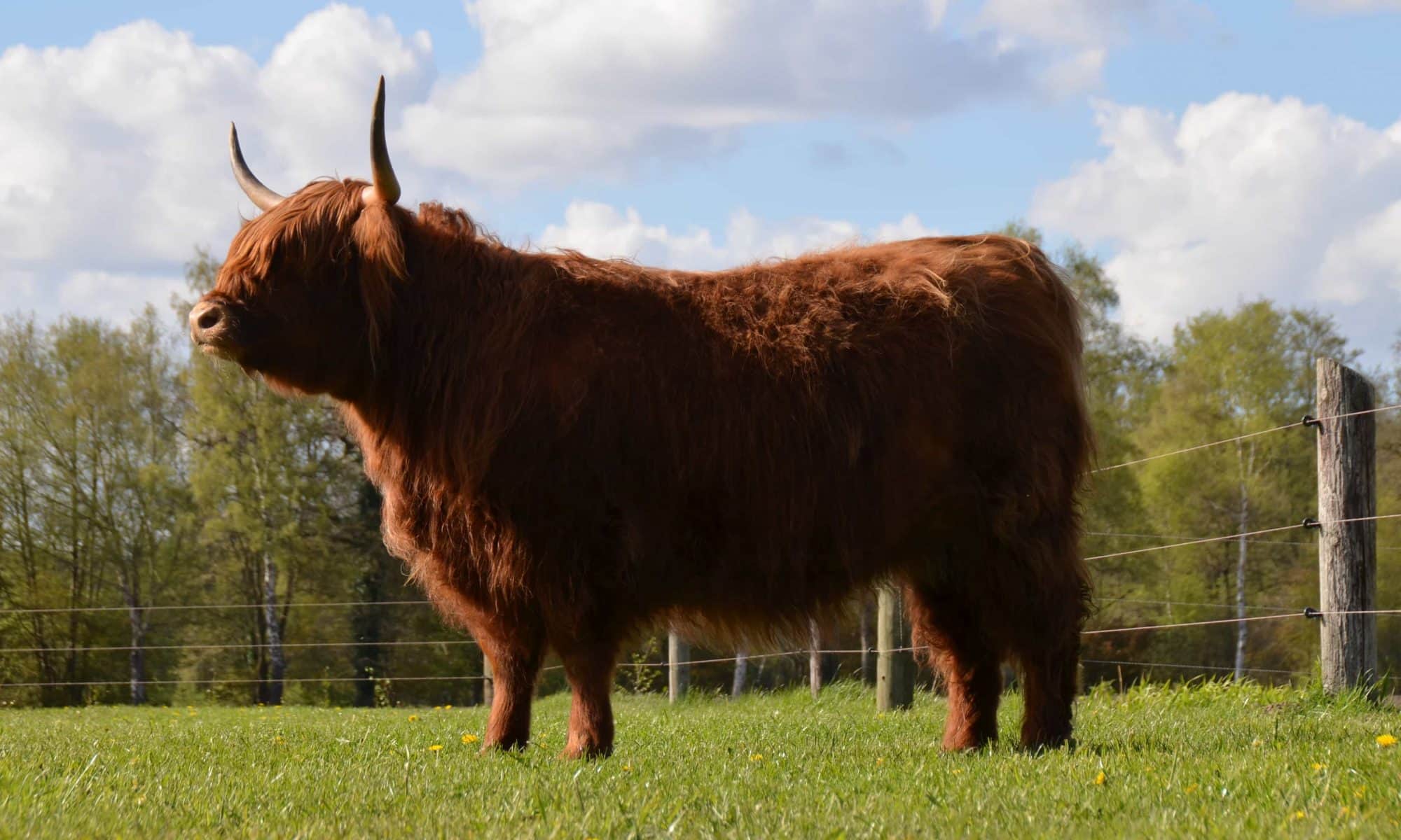 Jungtiere – Highland Cattle of Castle