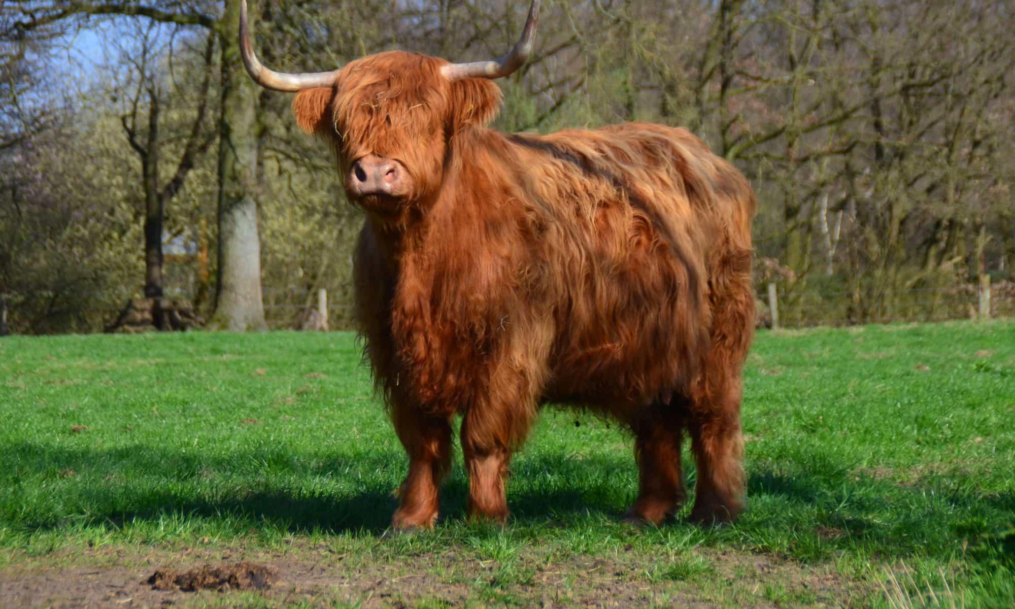 Highland Cattle of Castle