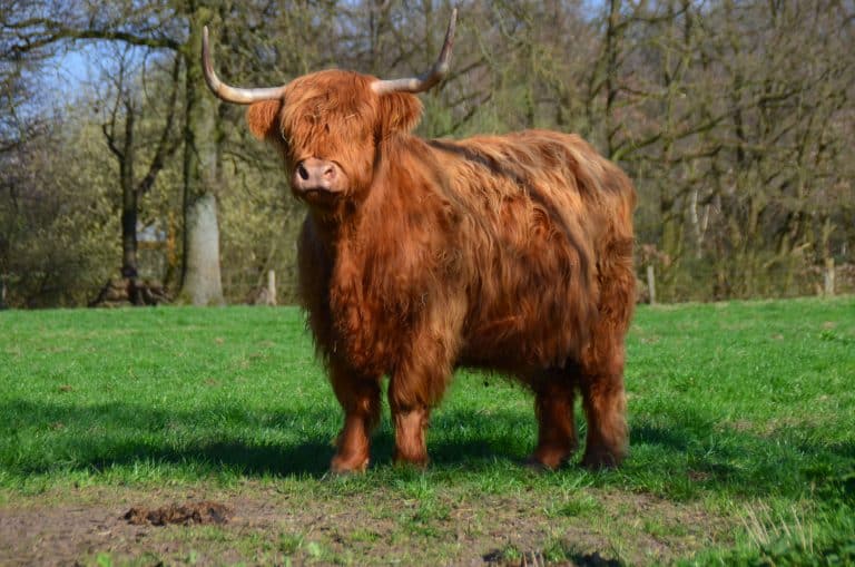 Angie of Greenfield – Highland Cattle of Castle